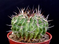 Echinofossulocactus hastatus Haage